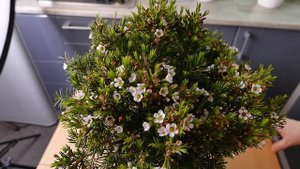 Хамелациум - уход в домашних условиях