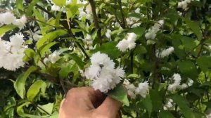 Цветёт Дейция шершавая "Плена"