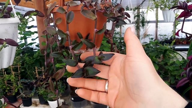 БОЛЬШОЙ обзор традесканций.