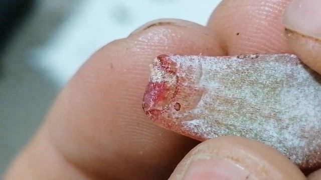 suculentas echeveria laui reproduccion donsuculento смотреть онлайн