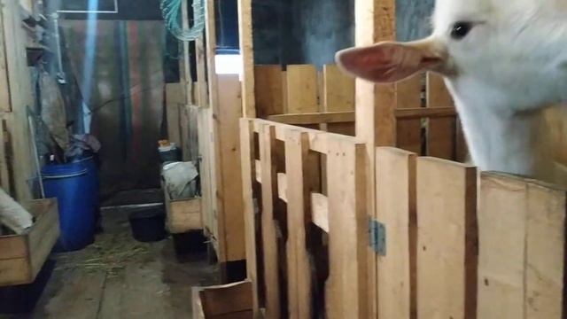 И в нашем Козьем царстве бывает тишина...