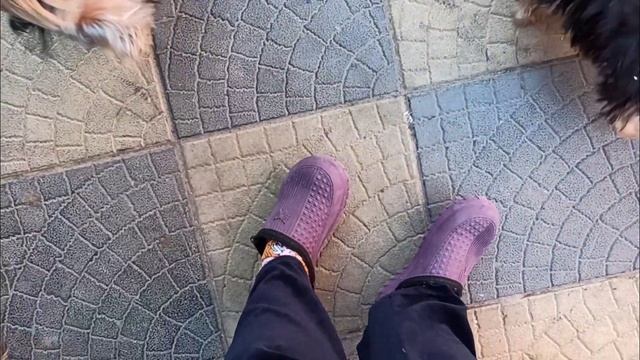 Отдали первого ?щенка,перегрызли провода ??на прицепе,вот вам и щеночек ??Йорка)))) смотреть онлайн