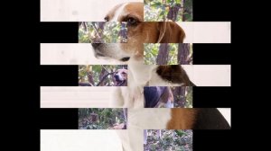 American Foxhound (dog breed HD slide show)! / Американский   фоксхаунд