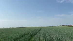 Тритикале и лён. Что это такое?