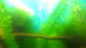 Ч 21 Биологическая вспышка в аквариуме