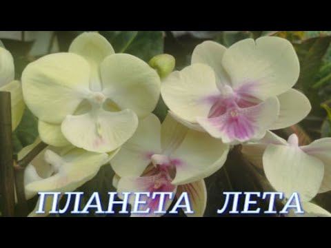 №902/ ОБЗОР орхидей в с/ц ПЛАНЕТА ЛЕТА
