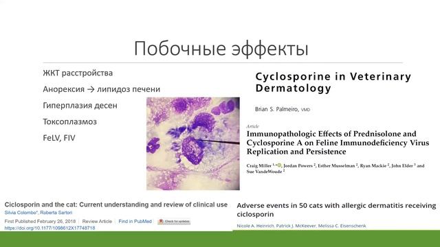 Лечение атопического синдрома у кошек / ветеринарная клиника / вебинар лекция