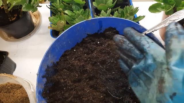 Как вырастить каланхоэ/Черенкование/грунт/пересадка/ смотреть онлайн