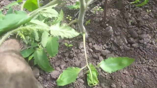 Мульчирование томатов в теплице смотреть онлайн