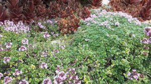 ТИМЬЯН два сорта. Отлично для альпийской горки.