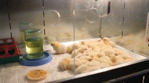 Вывелись цыплята !  А что делать с ними дальше ?