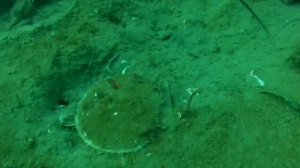 Трепанг. Гребешок. Остров Русский