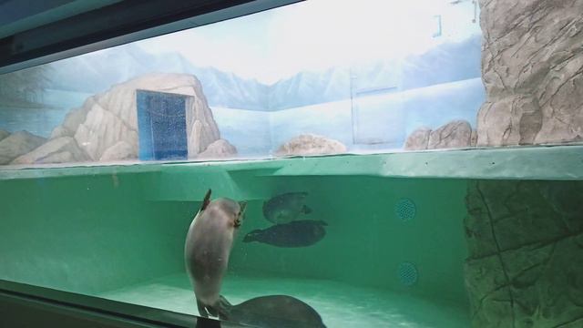 Нерпы развлекаются в московском океанариуме на ВДНХ смотреть онлайн