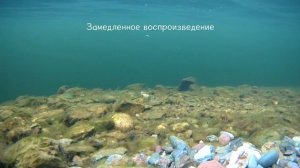 Kosadaka Cord R110F Хит Подводная съемка