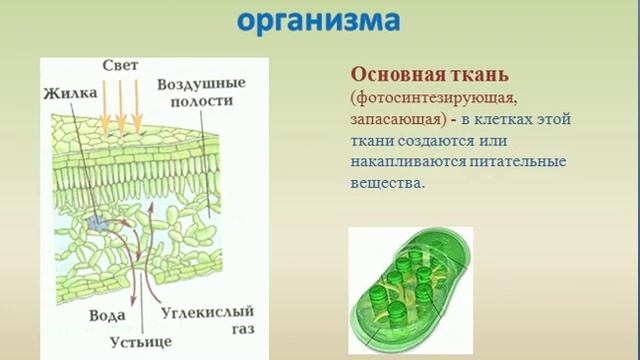 Ткани растений 2022 Химия. Биология. Онлайн-кабинет учителя VK
