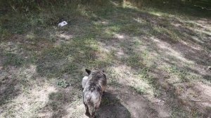 Для чего создан ФРАНЦУЗСКИЙ БУЛЬДОГ. Предназначение породы