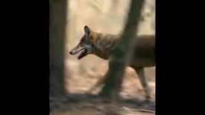 Чернила для 5 класса   Волчья кровь