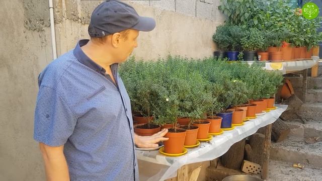 УХОД ЗА МИРТОМ. ЦВЕТЕНИЕ МИРТА (25-08-2018) смотреть онлайн