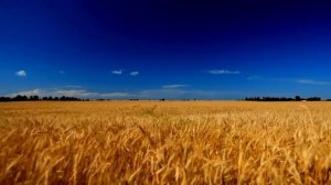 Футаж  Поле пшеницы