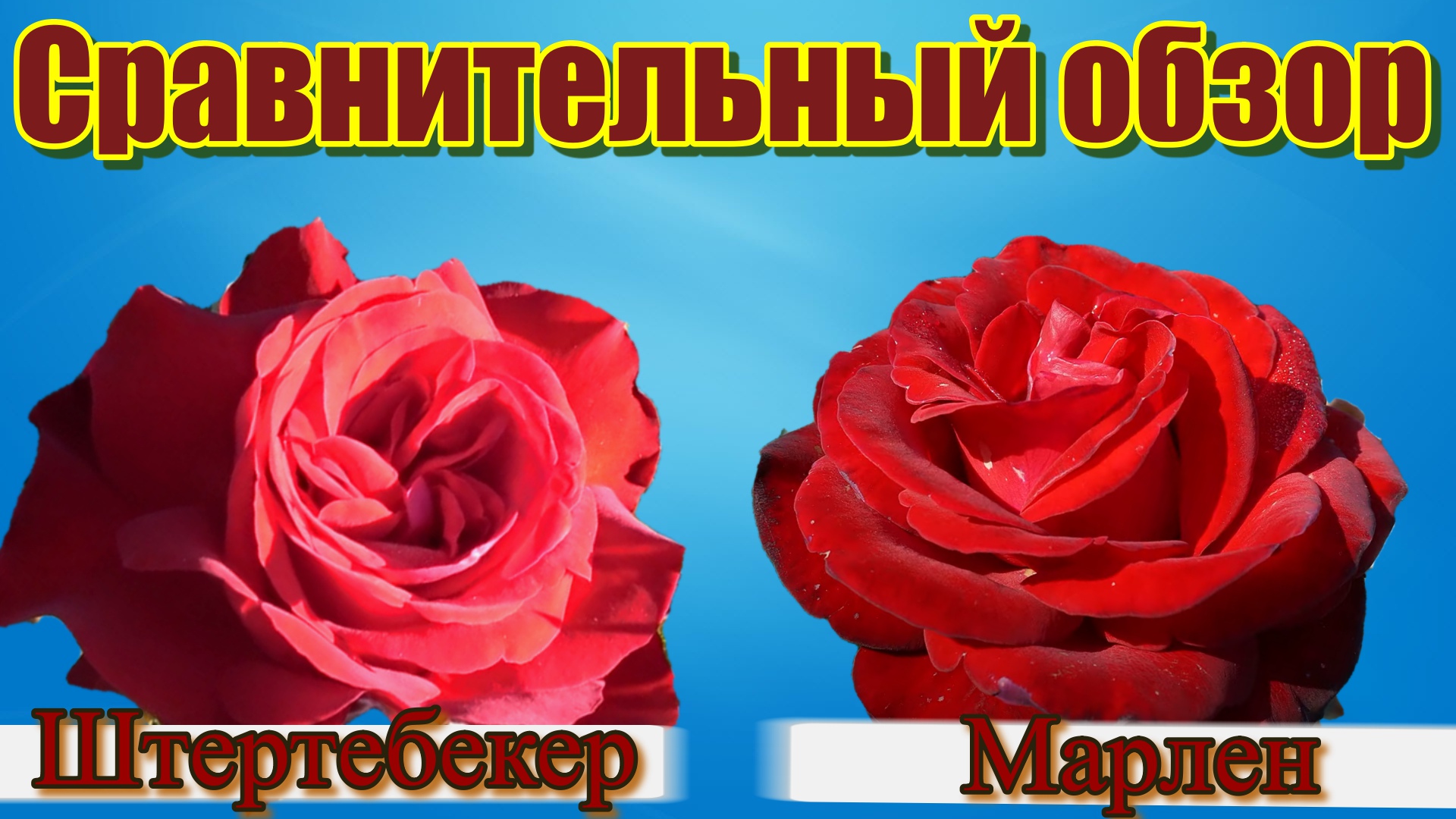 Роза Штертебекер и  роза Марлен.  Сравнительный обзор двух сортов роз от Тантау.