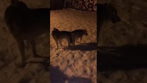 Случка собак породы хаски
