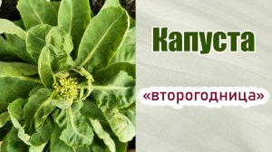 Капуста "второгодница". Что можно получить от такой капусты. Первая сочная зелень. Семена.