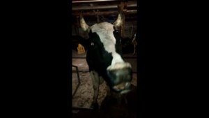 Корова поет#cow#cow dance