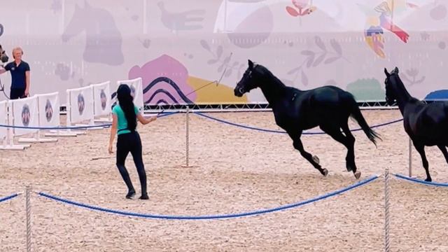 Конный театр, репетиция: восемь вороных РВП и золотой текино-тракен. Иваново Поле 2022 смотреть онлайн