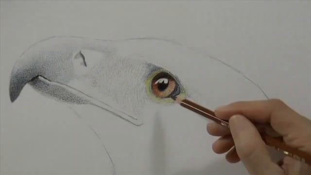 Drawing a Golden Eagle's Head With Watercolor Pencils смотреть онлайн
