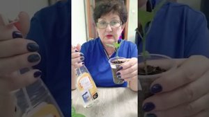 Перцы сбрасывают листья? Что делать?