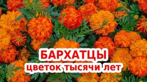 Заготавливаем бархатцы для здоровья человека во время: цветы чернобривцы заготавливаем уже сейчас