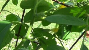 Как растет огурец рядом с розой как растут в теплице роза