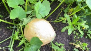 Лучшие, сладкие сорта тыквы для Сибири