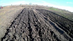 Трактор МТЗ 82 с дисковой бороной АГ 2.4  Дискуем