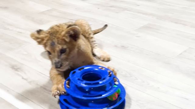 Поломанный львёнок НЕ СМОЖЕТ жить со старшими львами из-за своих повреждений, они его могут УБИTЬ! смотреть онлайн