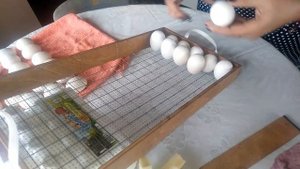 16 дней инкубации мускусных уток. Очень важно.