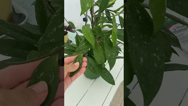 Vanda violeta in spike, new sheaths, and a tiny haul - a Hoya! смотреть онлайн