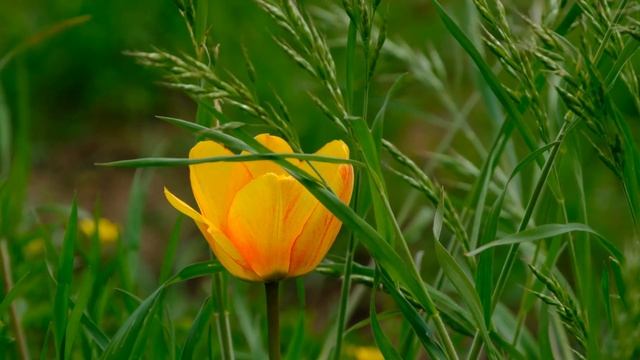 Чем заправить лунки при посадке тюльпанов осенью смотреть онлайн