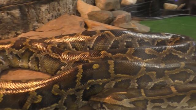 Ярославский Зоопарк. Часть 2. Зоотеррариум / The Yaroslavl Zoo. Terrarium смотреть онлайн