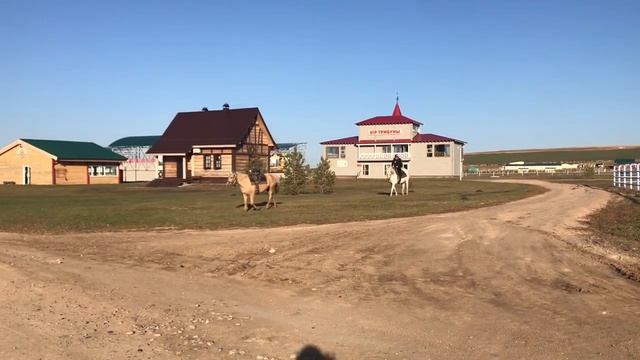 Владимир Ждамиров на Алтае, конный двор в Белокурихе.