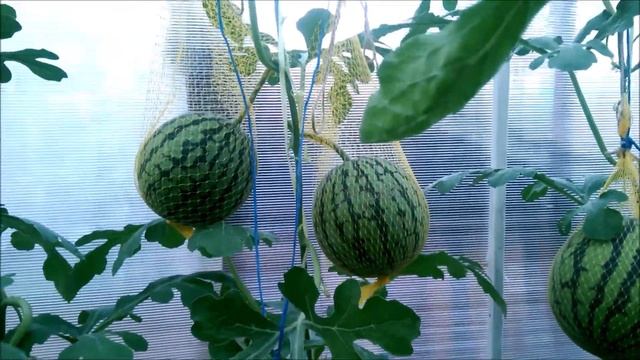 Как развиваются два арбуза на одной плети смотреть онлайн