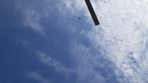 Краснодарские бойные голуби: г. Приморско-Ахтарск