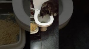 Как приучить кошку к унитазу