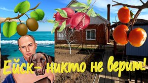 Ейск. Никто не верит. Как вырастить киви, гранат и хурму на севере Краснодарского края. Тестирую