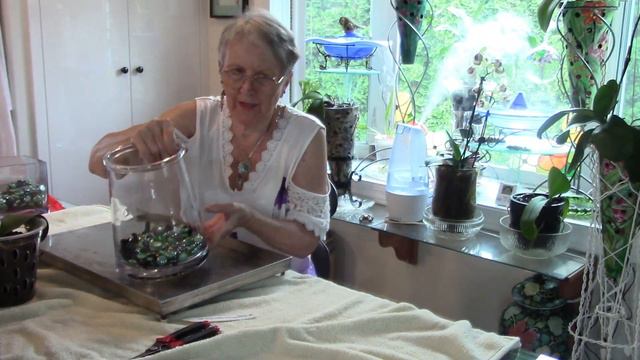 Phal Fangmei Sweet re pot and orchid watering day, putting them out in the rain смотреть онлайн