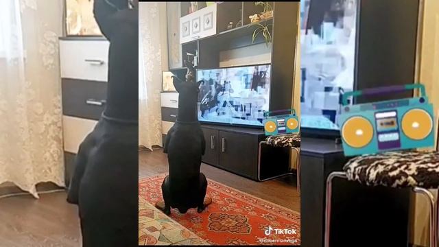 Самая умная собака в TikTok(ссылка в описании)