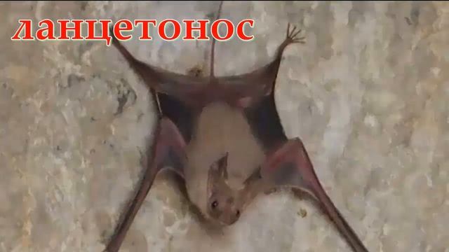 МАДАГАСКАРСКИЙ ПРИСОСКОНОГ - Эндемик острова