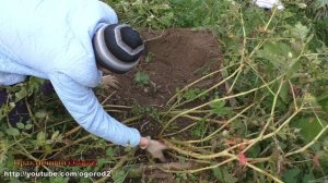 ОГРОМНЫЙ КАРТОФЕЛЬ в коробе!!! Мой урожай картофеля!