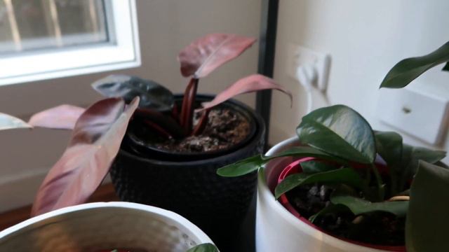 House Plant Tour - Adelaide Australia (Includes Bloopers)