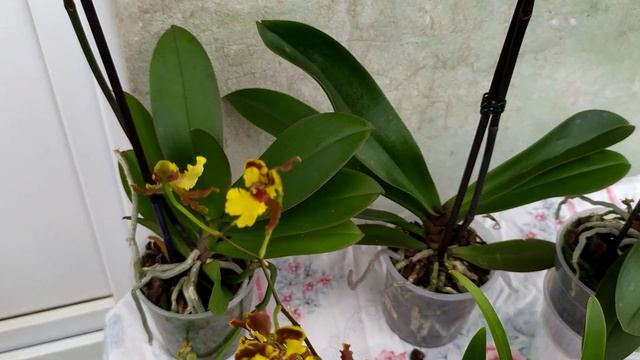 Новые орхидеи. Орхидея БАБОЧКА Канкун, орхидея ПЕЛОРИК Аркадия, орхидея Микки Кроун и другие.